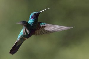 Kolibri im Flug